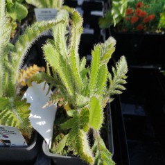 Kæmpevalmue Harvest Moon - Papaver orientale Harvest Moon