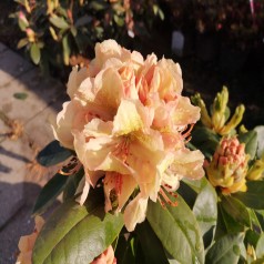 Rhododendron hybrid Belkanto 30-40 cm.