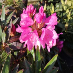 Rhododendron hybrid Graziella