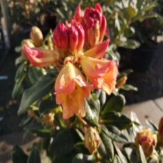 Rhododendron hybrid Nancy Evans