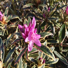 Rhododendron hybrid Ponticum Variegatum