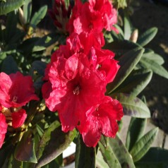 Rhododendron hybrid Rabatz