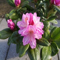 Rhododendron hybrid Scintillation