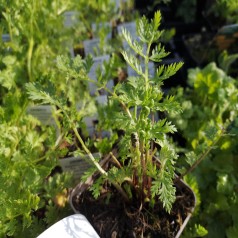 Rosenkrave Robinson's Red - Tanacetum coccineum Robinson's Red