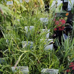 Sandnellike - Dianthus arenarius