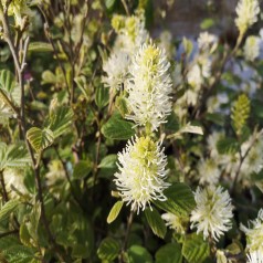 Troldel Blue Shadow - Fothergilla intermedia Blue Shadow