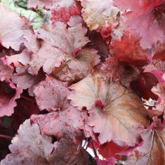 Alunrod Rio - Heuchera hybrid Rio