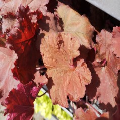 Alunrod Rio - Heuchera hybrid Rio