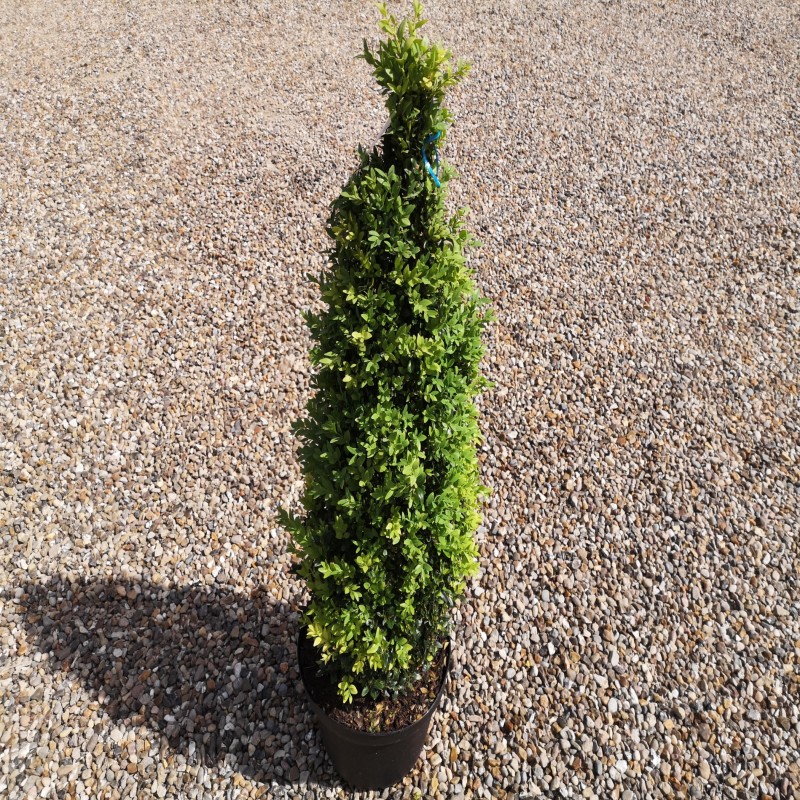 Buksbom, Pyramide klippet, Buxus sempervirens 70-80 cm