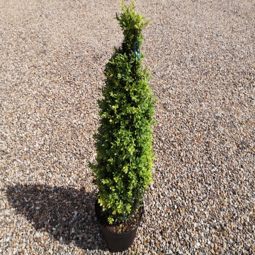 Buksbom, Pyramide klippet, Buxus sempervirens 70-80 cm