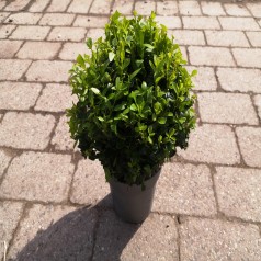 Kuglebuksbom 20 cm. (formklippet) - Buxus sempervirens (ball)