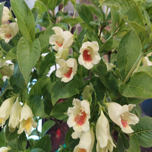 Klokkebusk middendorffiana - Weigela middendorffiana
