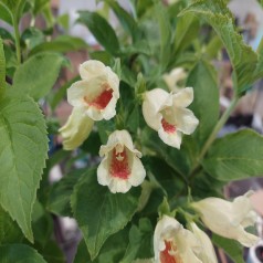 Klokkebusk middendorffiana 30-60 cm. - Weigela middendorffiana