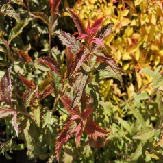 Kruset Spiræa - Spiraea japonica Crispa