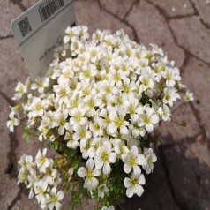 Mos-Stenbræk Alba - Saxifraga arendsii Alba