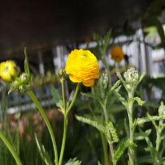 Ranunkel Multiplex - Ranunculus acris Multiplex