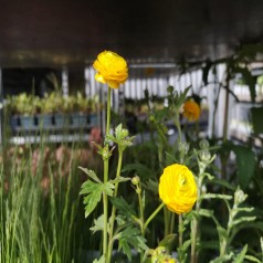 Ranunkel Multiplex - Ranunculus acris Multiplex