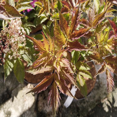 Rødlig Hyld 30-60 cm. - Sambucus nigra Serenade