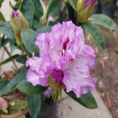 Rhododendron hybrid Blue Peter 30-40 cm.