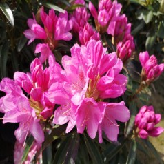 Rhododendron hybrid Graziella