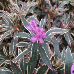Rhododendron hybrid Ponticum Variegatum 30-60 cm.