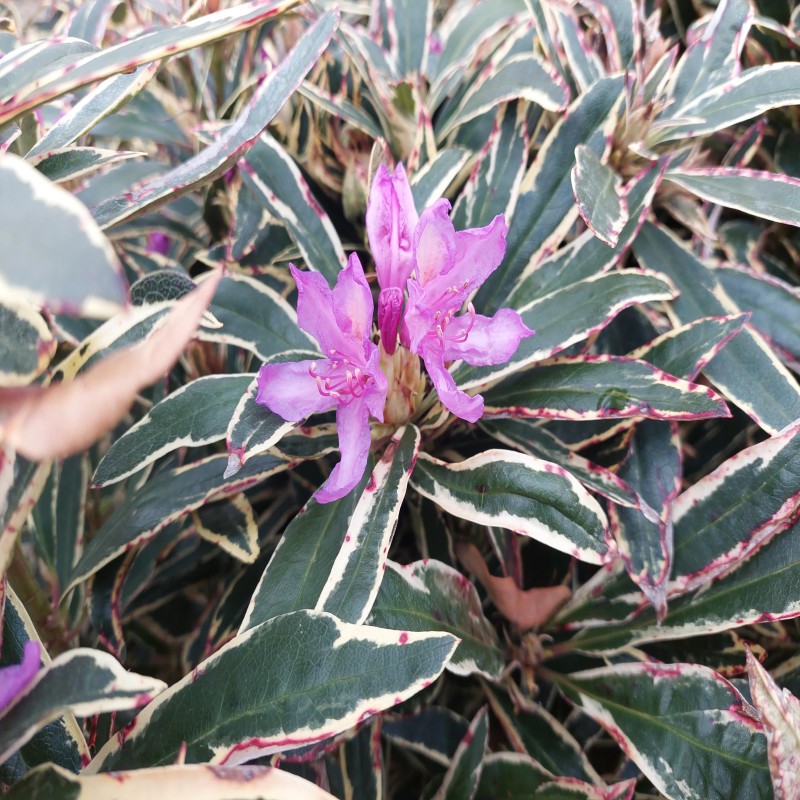 Rhododendron hybrid Ponticum Variegatum