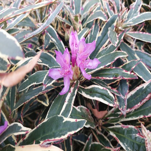 Rhododendron hybrid Ponticum Variegatum