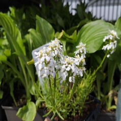 Snepude - Iberis sempervirens Weiser Zwerg