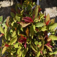 Spiræa Double Play Red - Spiraea Double Play Red