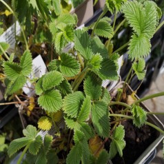 Staude Potentil Flamboyant - Potentilla cultorum Flamboyant