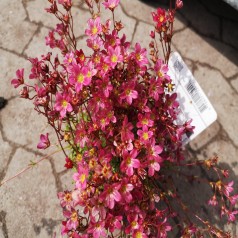 Stenbræk Peter Pan - Saxifraga arendsii Peter Pan