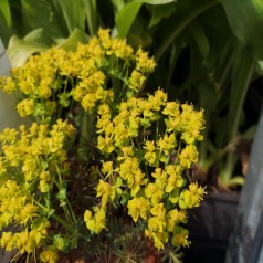 Vortemælk Clarice Howard - Euphorbia cyparissias Clarice Howard