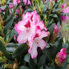 Rhododendron hybrid Hachmann's Charmant