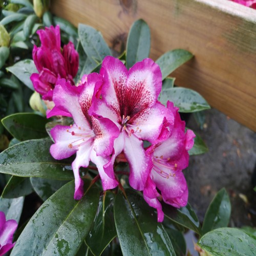 Rhododendron hybrid Midnight Mystique