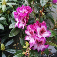 Rhododendron hybrid Midnight Mystique