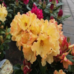 Rhododendron hybrid Nancy Evans