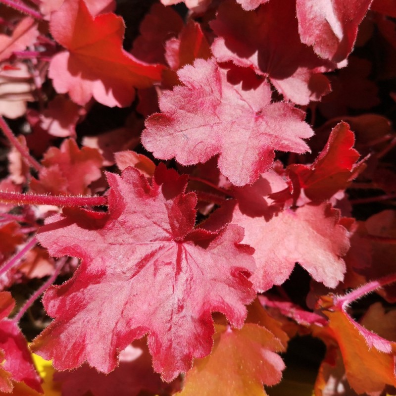 Alunrod Fire Chief - Heuchera hybrid Fire Chief