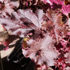 Alunrod Melting Fire - Heuchera hybrid Melting Fire