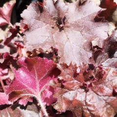 Alunrod Melting Fire - Heuchera hybrid Melting Fire