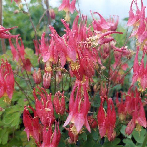 Akeleje Little Lanterns - Aquilegia canadensis Little Lanterns