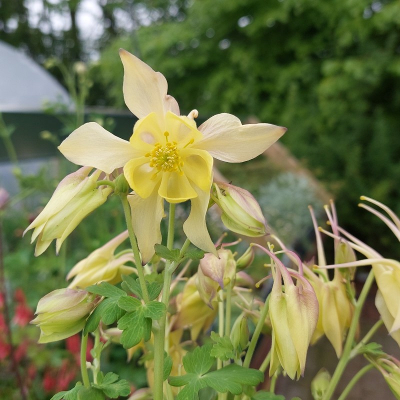 Akeleje Springtime Magic Yellow - Aquilegia caerulea Springtime Magic Yellow