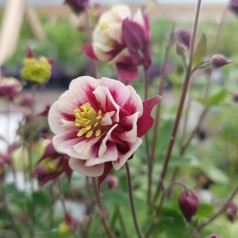 Akeleje Winky Double Red White - Aquilegia vulgaris Winky Double Red White