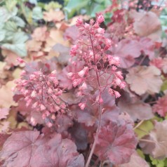 Alunrod Cherry Cola - Heuchera hybrid Cherry Cola