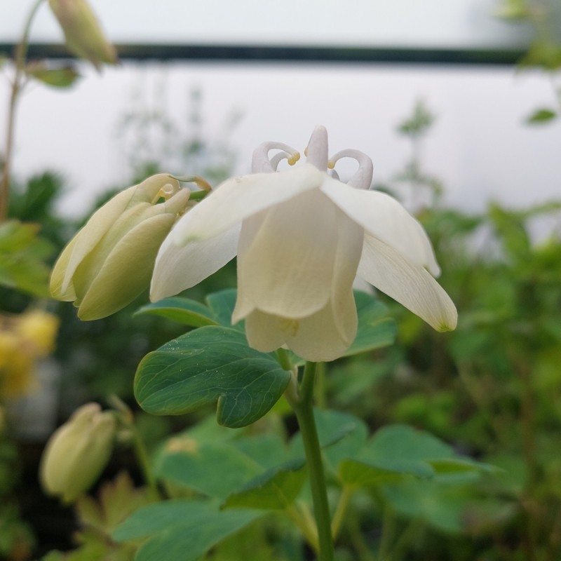 Dværgakeleje Alba - Aquilegia flabellata Alba
