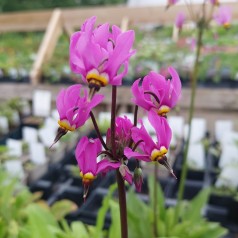 Gudeblomst - Dodecatheon meadia