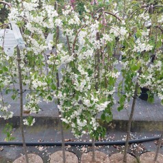 Hængende Paradisæble Fontana 120 cm. stamme. - Malus Fontana