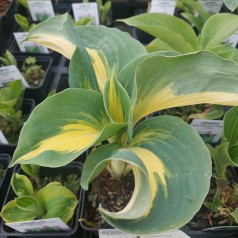 Hosta hybrid Dream Queen