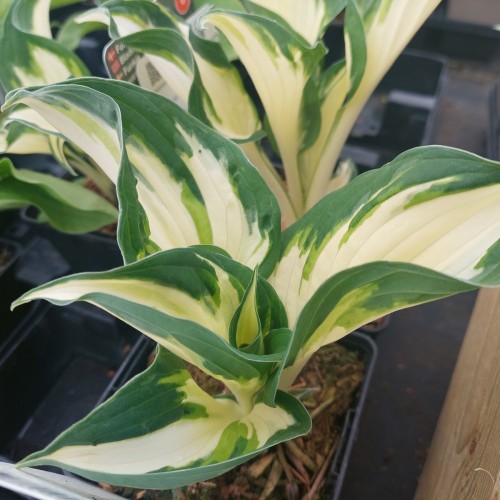 Hosta hybrid Fire and Ice