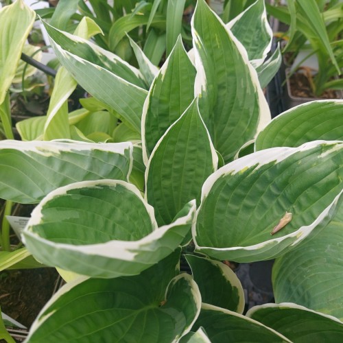 Hosta hybrid Francee / Funkia