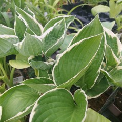 Hosta hybrid Francee / Funkia